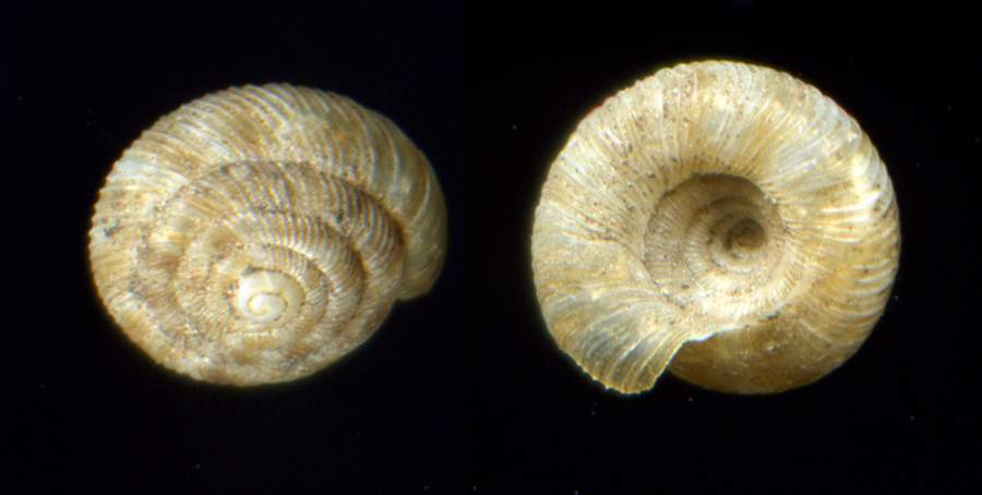 Discidae Discus (Discus) rotundatus (O.F. Mller 1774)